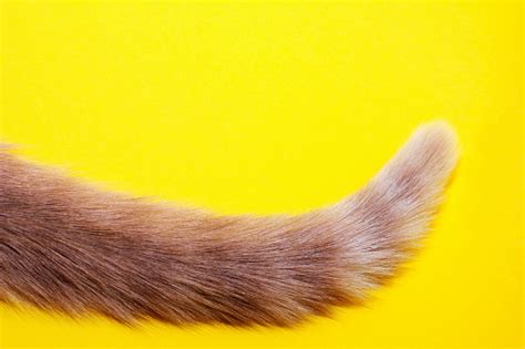 Tail Pictures | Download Free Images on Unsplash 