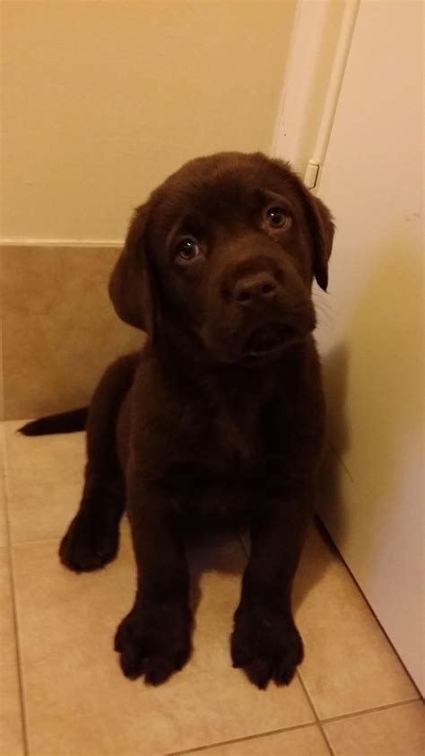 My puppy Firetruck! We like to catch fireflies together and eat eggs