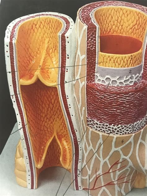 artery  vein structures diagram quizlet