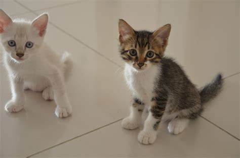 famouslight: Kucing, Kucing dan Kucing