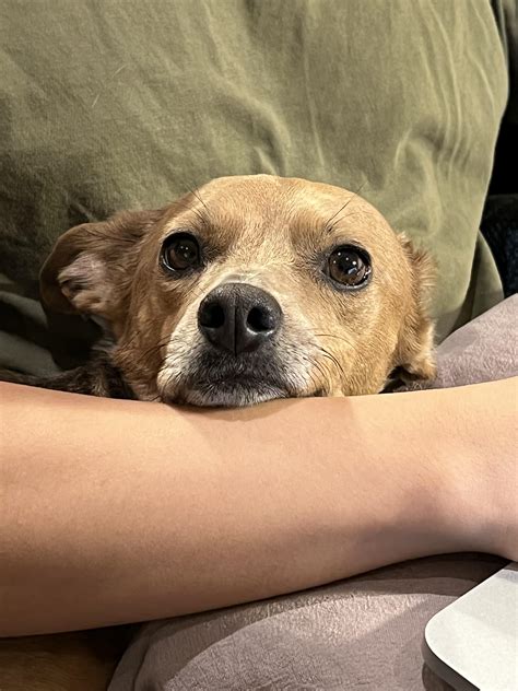 Chihuahua Weiner Mix