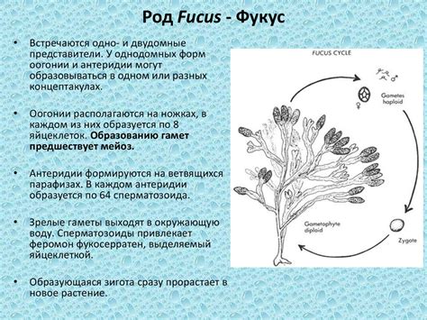 Бурые и зеленые водоросли - online presentation