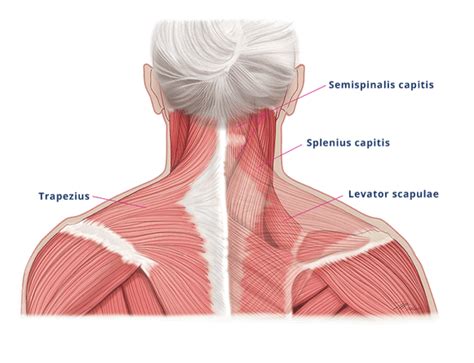 XEOMIN® Dosing For Cervical Dystonia