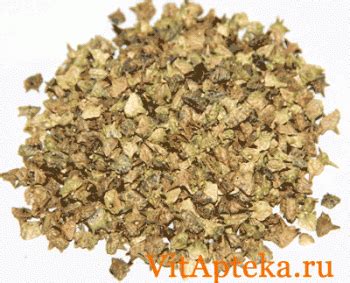 Якорцы стелющиеся (плоды) цена 620 р/100 г - купить в Вит Аптеке