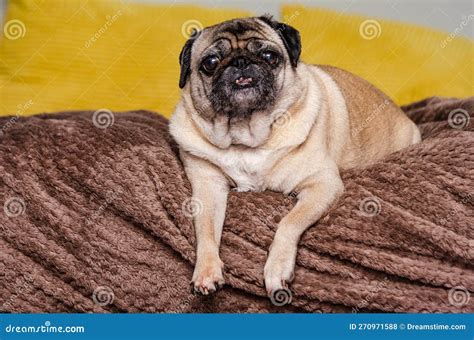 Picture of a Pug on the Couch 7 Stock Photo - Image of sitting, funny: 270971588