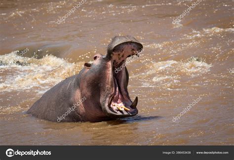 Angry Hippo Yawning Showing Aggressive Behaviour While Standing Mara ...
