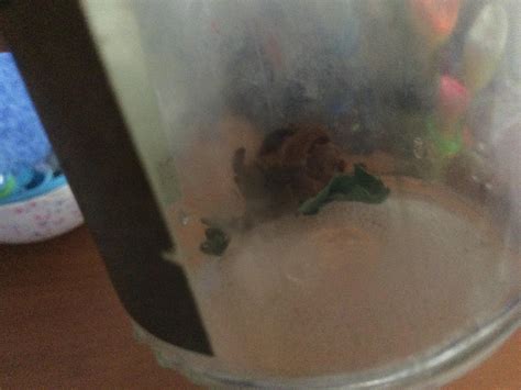 My grandma gave me this monkey slug caterpillar and its not moving but