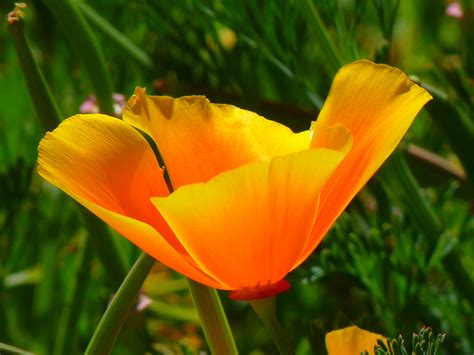 iceland poppy papaver nudicaule naked stalks poppy 4k HD Wallpaper