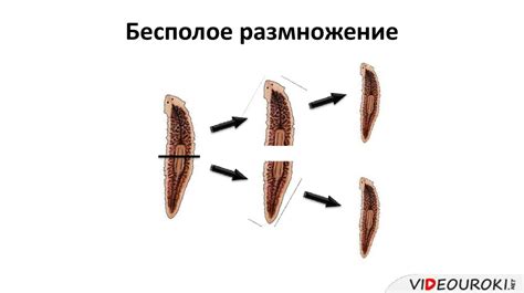 Общая характеристика червей. Тип Плоские Черви. Класс Ресничные черви ...