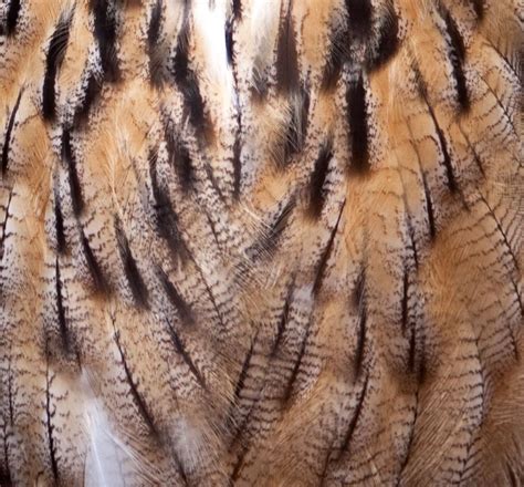 how to pronounce plumage