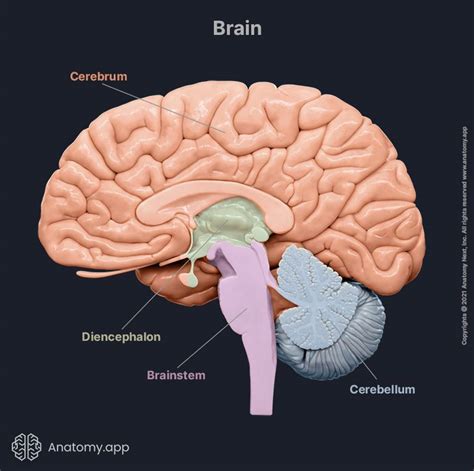 Brain | Encyclopedia | Anatomy.app | Learn anatomy | 3D models, articles, and quizzes