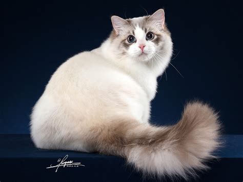 breeds   ragdoll cat discover origins cats