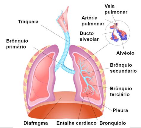 O Que São Os Bronquios