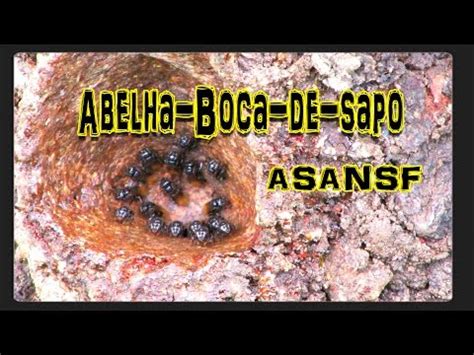 Abelhas Boca De Sapo - Abelha-Boca-de-Sapo (Partamona helleri) – criandoabelhas