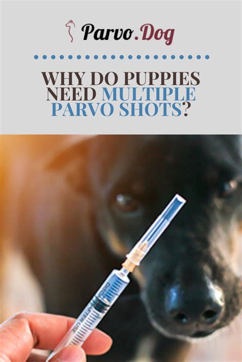 Why Do Dogs Need Parvo Shots at Sandra Jimmy blog