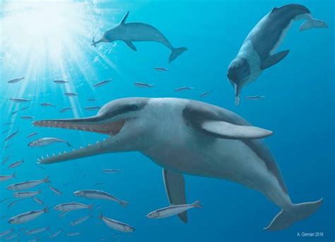 Exquisite dolphin fossils provide insight into evolution of ultrasonic ...