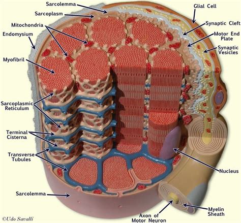 myocyte Diagram | Quizlet