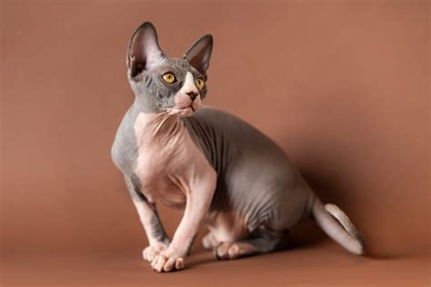 20+ Black and White Cat Breeds with a Variety of Coat Patterns | Pets ...
