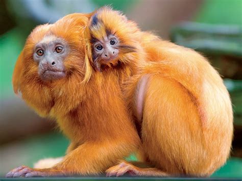 Golden Lion Golden Lion Tamarins At Jersey Zoo | Durrell