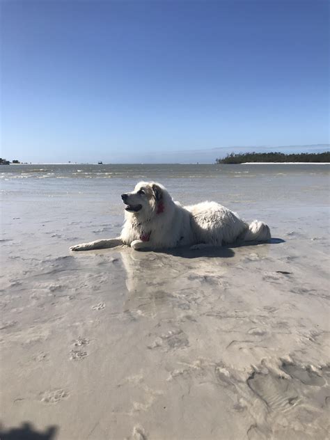 Beach Babe : r/greatpyrenees