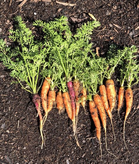 I was finally able to grow carrots 🥕 🥕 : r/gardening