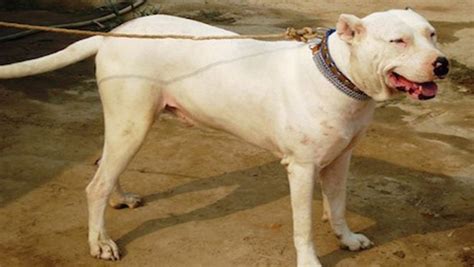 gull dong  bully kutta breed comparison mydogbreeds