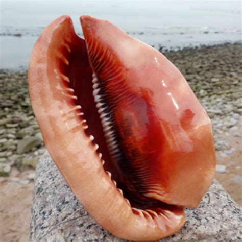 The Most Valuable Seashells (Rarest Costs $1000+) - VIP Art Fair