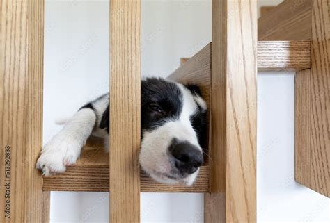 Adorable portrait of sleeping young border collie dog Stock Photo ...