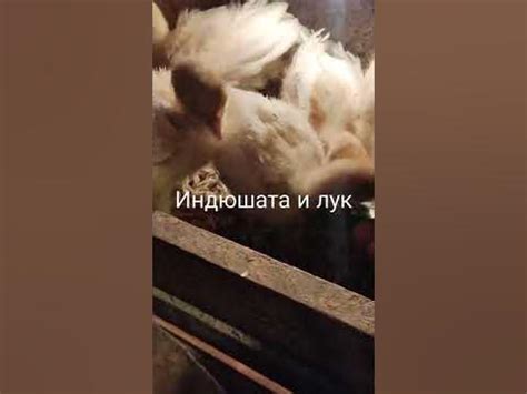 Витамина для индюшат. - YouTube