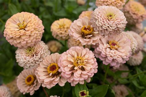 Floret Originals: An Update on our Breeding Program - Floret Flowers