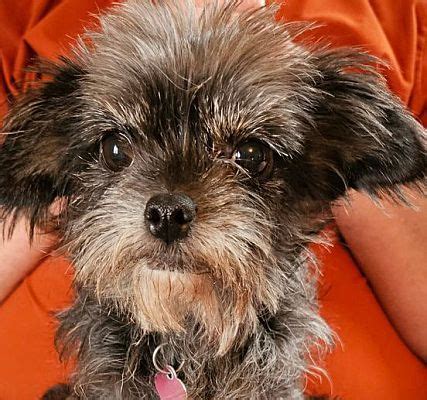Romeoville, IL - Affenpinscher/Yorkie, Yorkshire Terrier. Meet Misty a ...