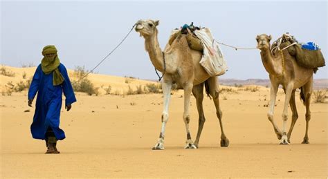 Верблюжьи бега, Dubai Camel Racing Club - Дубай