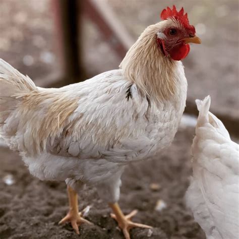 hybrid chicken breeds  higher yield  pictures