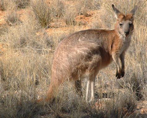 Aboriginal Fires Actually Increase Kangaroo, Lizard Populations