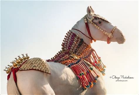 india marwari horses marwari horses horse costumes horses
