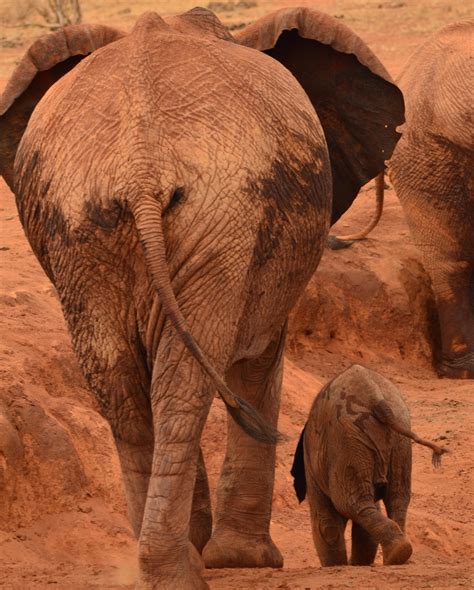 Elephant Corridor in Tanzania - Fondazione Capellino