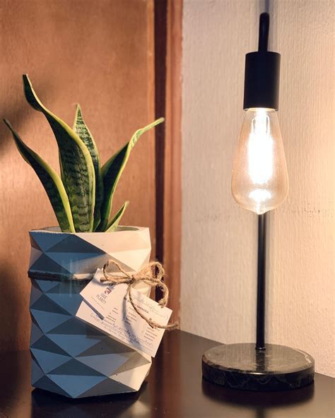¡Qué Plant? - Lengua de suegra [Sansevieria] en maceta...
