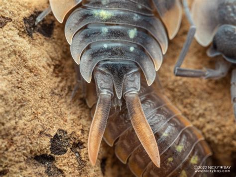 Isopod Anatomy and Biology - Isopod Site