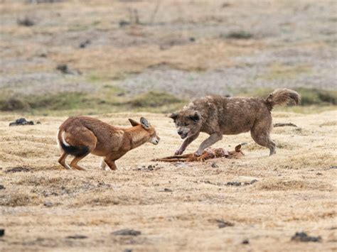 | Ethiopian Wolf