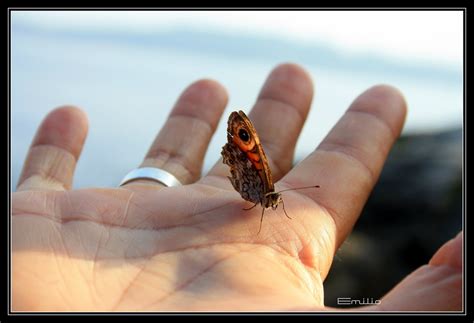 Brancas Azuis Amarelas E Pretas