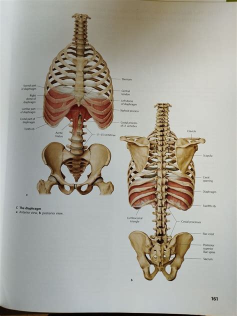 General Anatomy and Musculoskeletal System(THIEME Atlas of Anatomy)by M ...