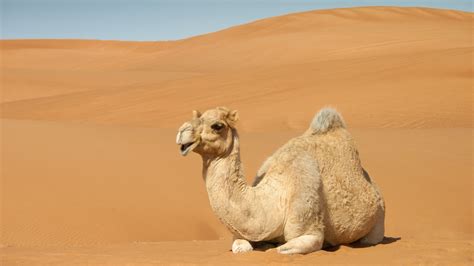 Camel resting on sand dunes – Windows Spotlight Images