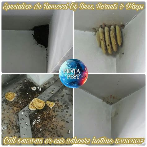 BEES, HORNETS & WASPS - Pentapest