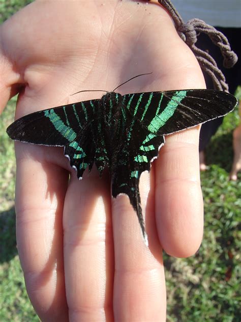 Moth Migration — Everyday Adventures