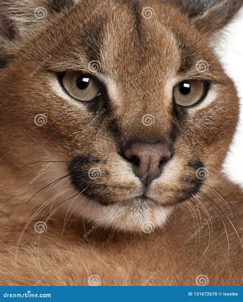 caracal tv 3