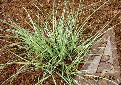 Miscanthus sinensis ‘Morning Light’ / miskant chiński ‘Morning Light ...