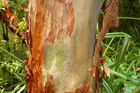 Peeling Bark - What Does it Mean? - T&G Tree Services
