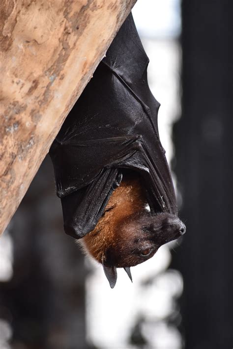 animal bat nature  photo  pixabay pixabay