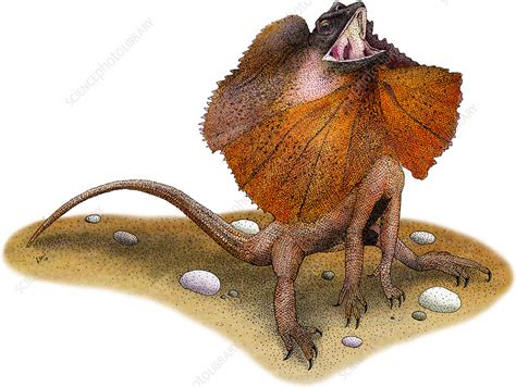 Frill-Necked Lizard - Stock Image - C017/5219 - Science Photo Library