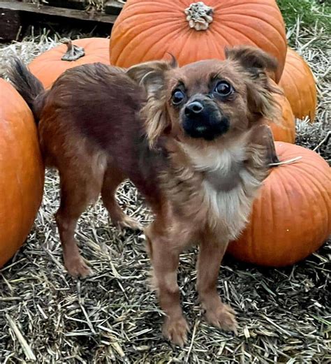 (Rehomed) Widgeon - 1 year old female Tibetan Spaniel available for ...